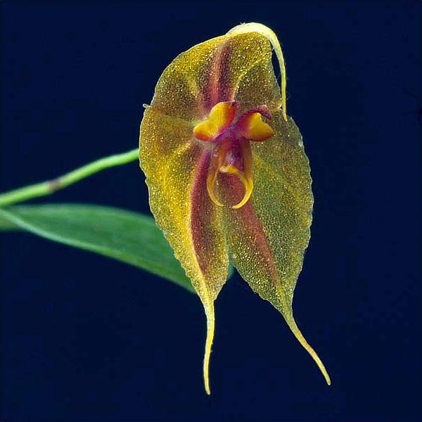 Lepanthes tapantiensis